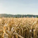 Крымским аграриям в уборочной кампании зерновых помогут «умные» комбайны на автопилоте